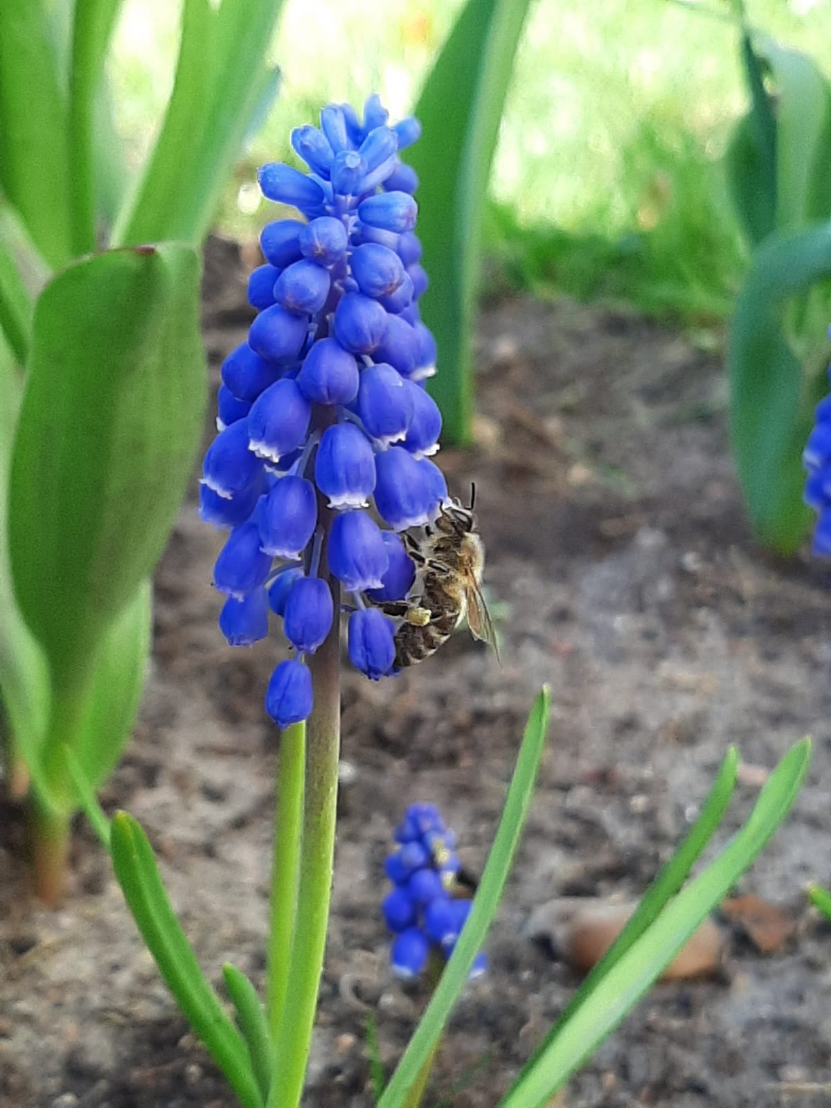 Adrian Kmieciak 7a 1.jpg